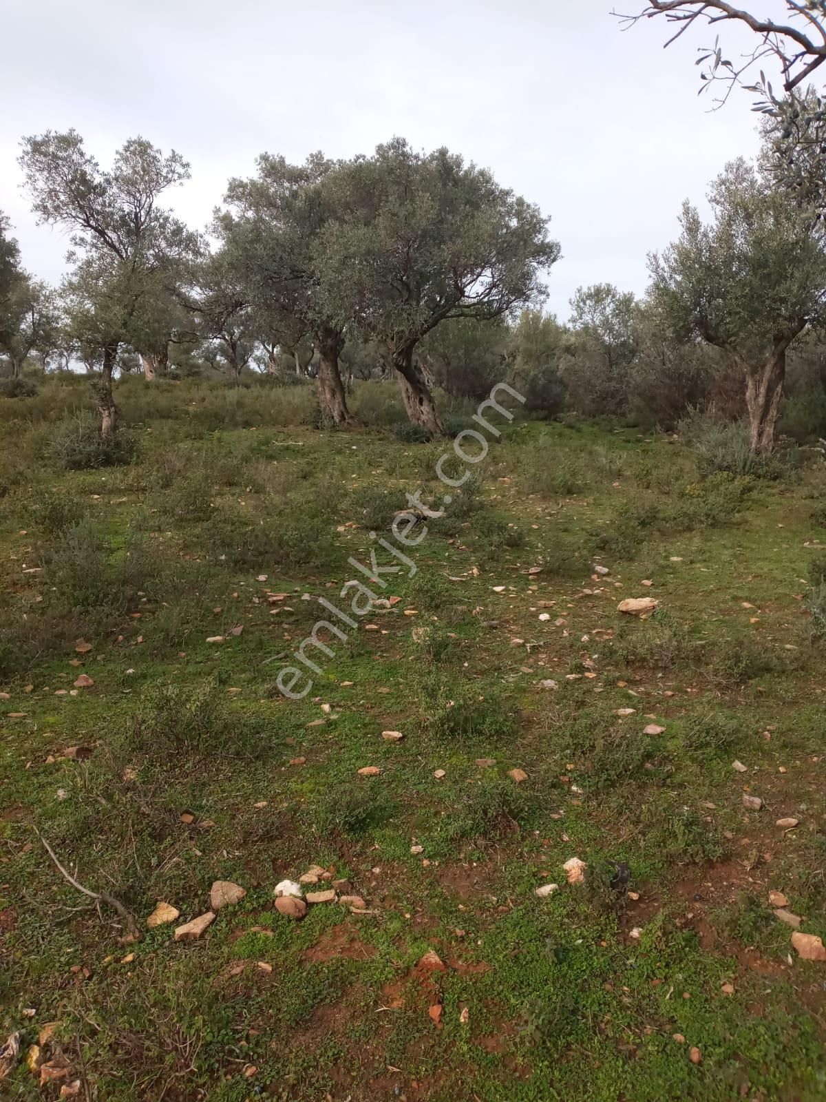 Bayındır Çenikler'de Yatırıma Uygun 4550 M2 Zeytinlik - Görsel 17