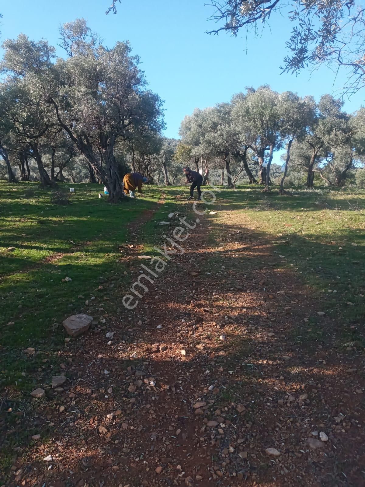 Bayındır Çenikler'de Yatırıma Uygun 4550 M2 Zeytinlik - Görsel 2