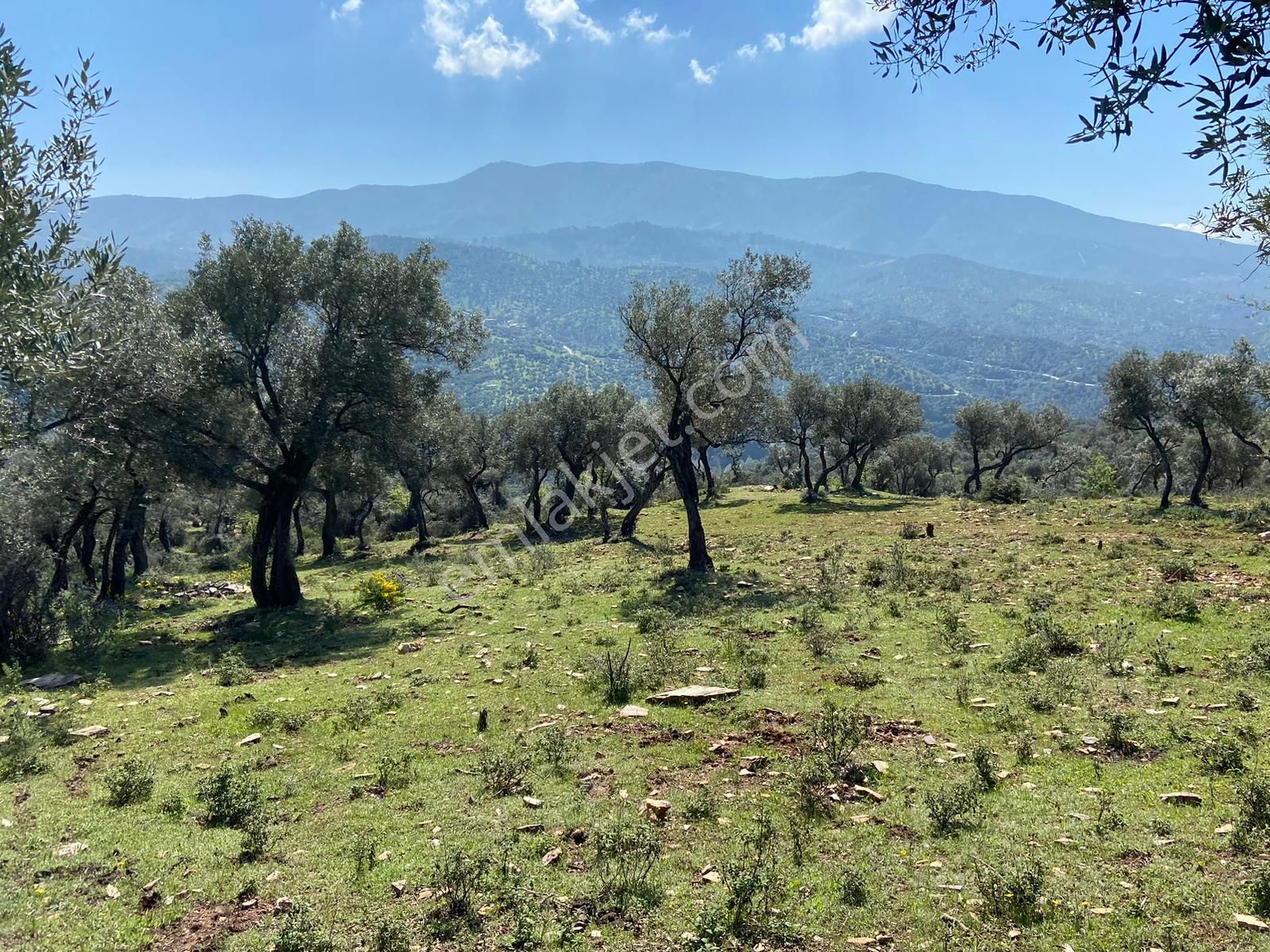 Bayındır Çenikler'de Yatırıma Uygun 4550 M2 Zeytinlik - Görsel 9