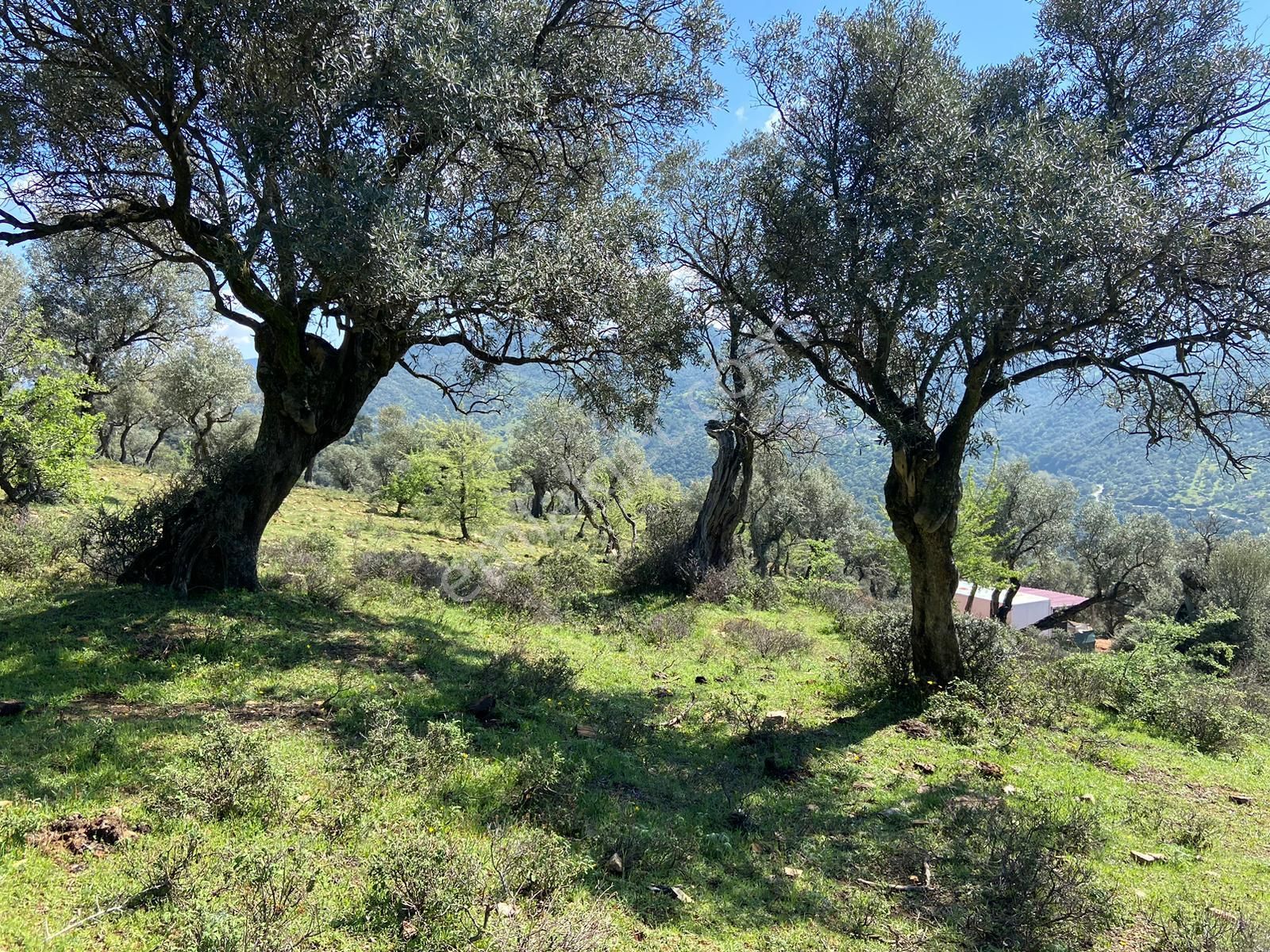 Bayındır Çenikler'de Yatırıma Uygun 4550 M2 Zeytinlik - Görsel 10