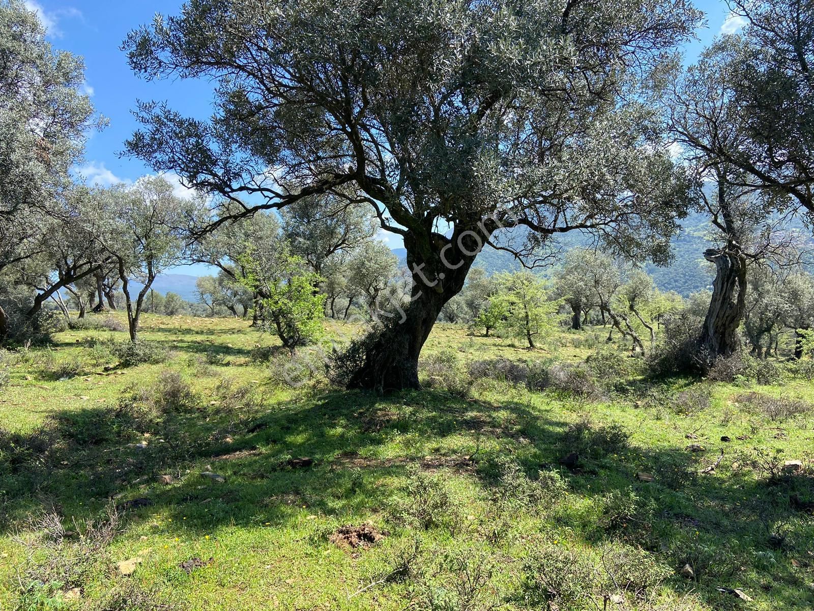 Bayındır Çenikler'de Yatırıma Uygun 4550 M2 Zeytinlik - Görsel 6