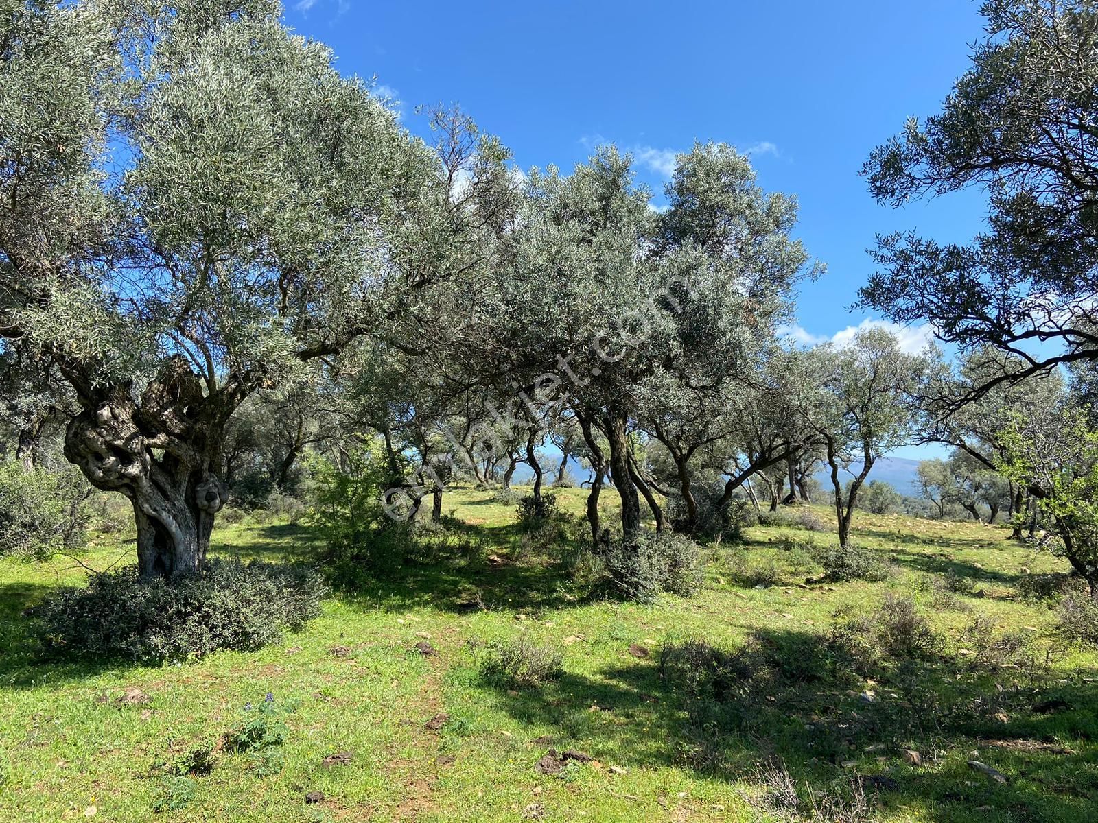 Bayındır Çenikler'de Yatırıma Uygun 4550 M2 Zeytinlik - Görsel 4