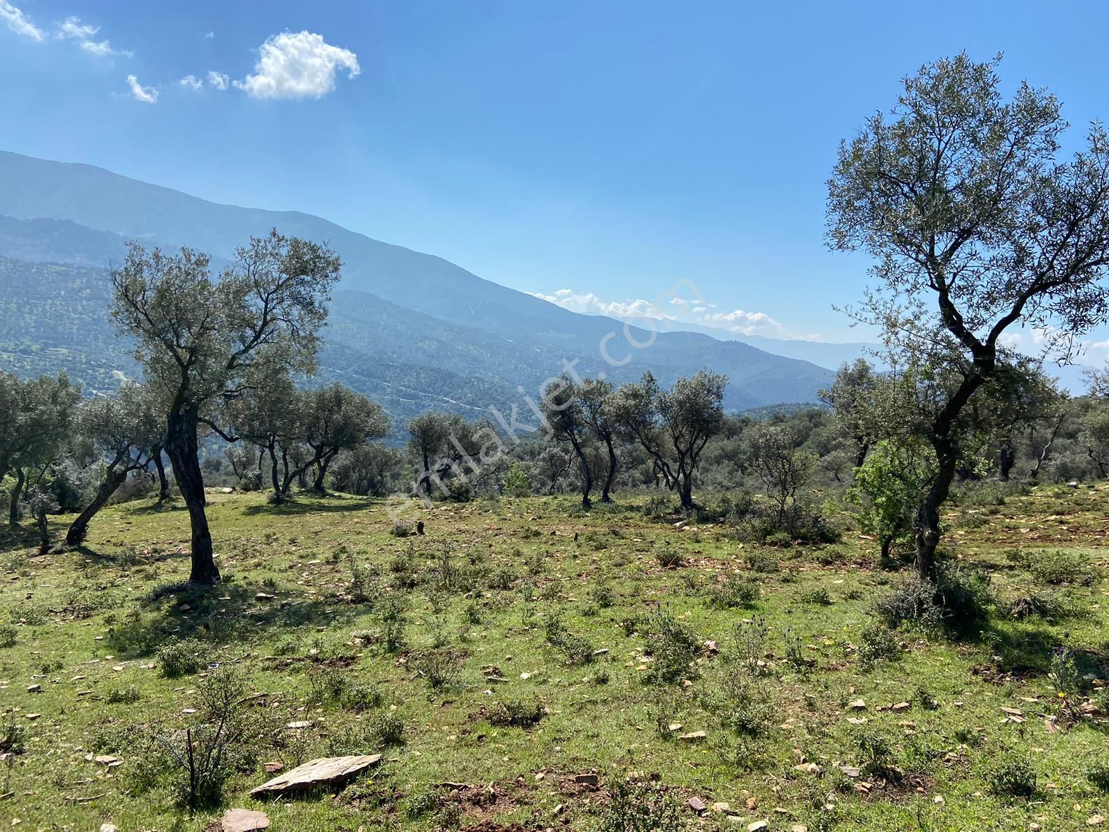 Bayındır Çenikler'de Yatırıma Uygun 4550 M2 Zeytinlik - Görsel 8