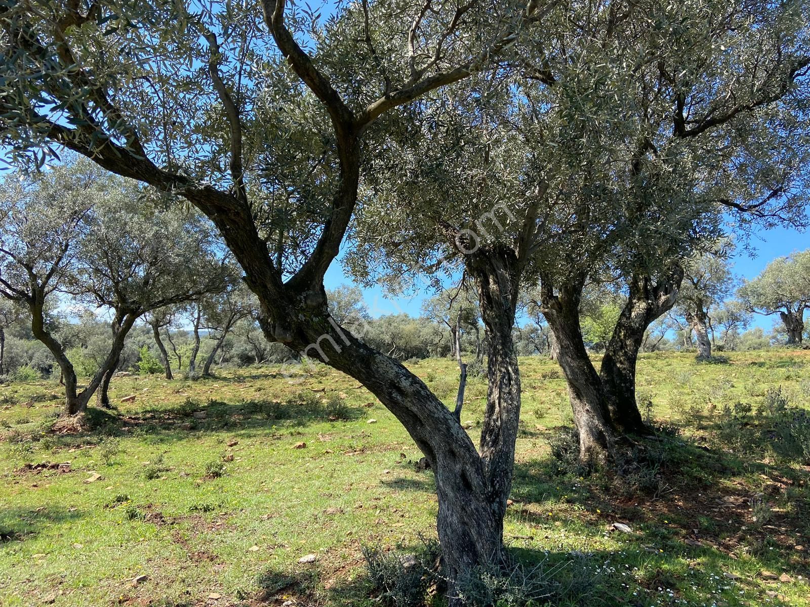 Bayındır Çenikler'de Yatırıma Uygun 4550 M2 Zeytinlik - Görsel 7