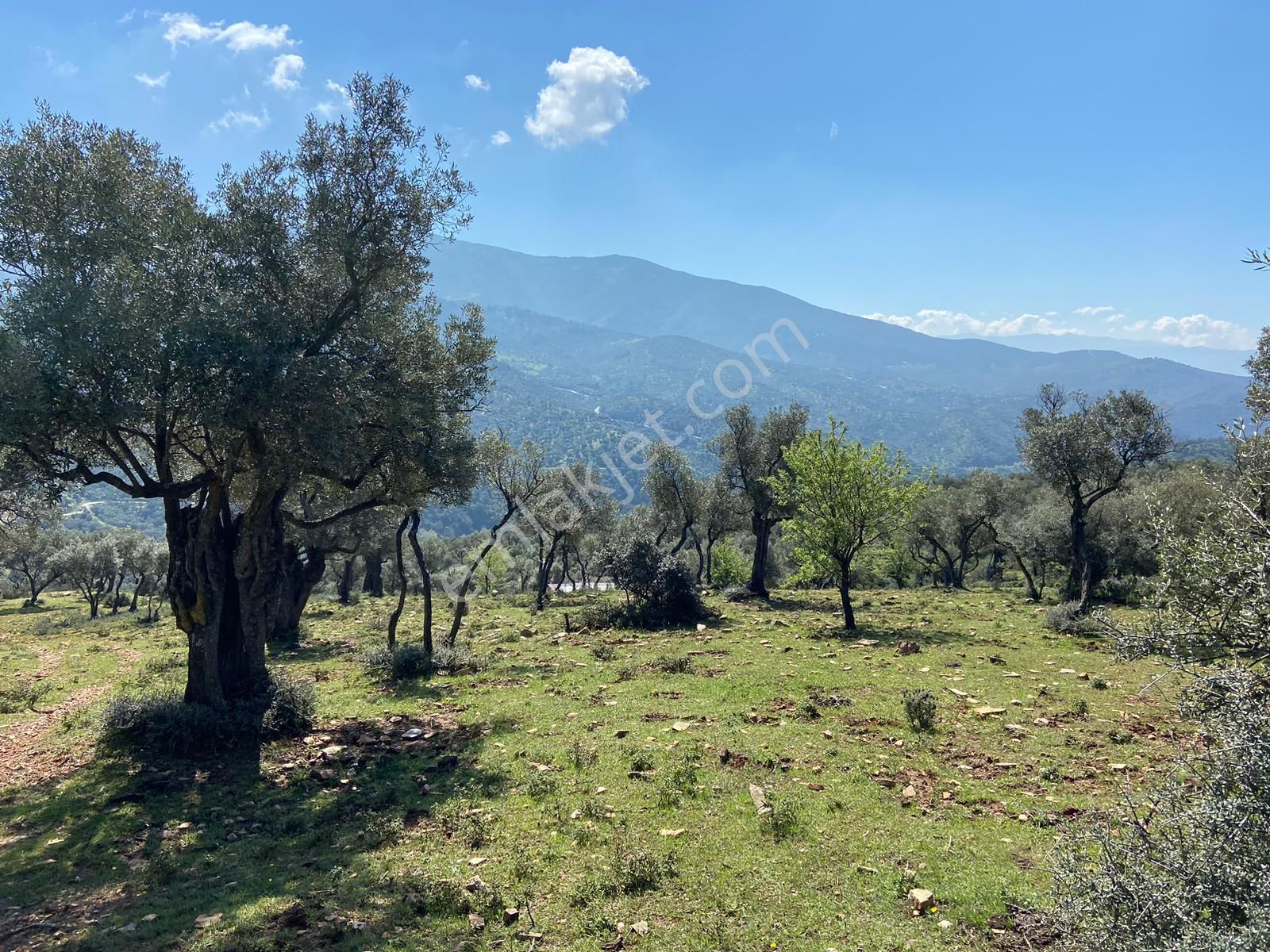 Bayındır Çenikler'de Yatırıma Uygun 4550 M2 Zeytinlik - Görsel 13
