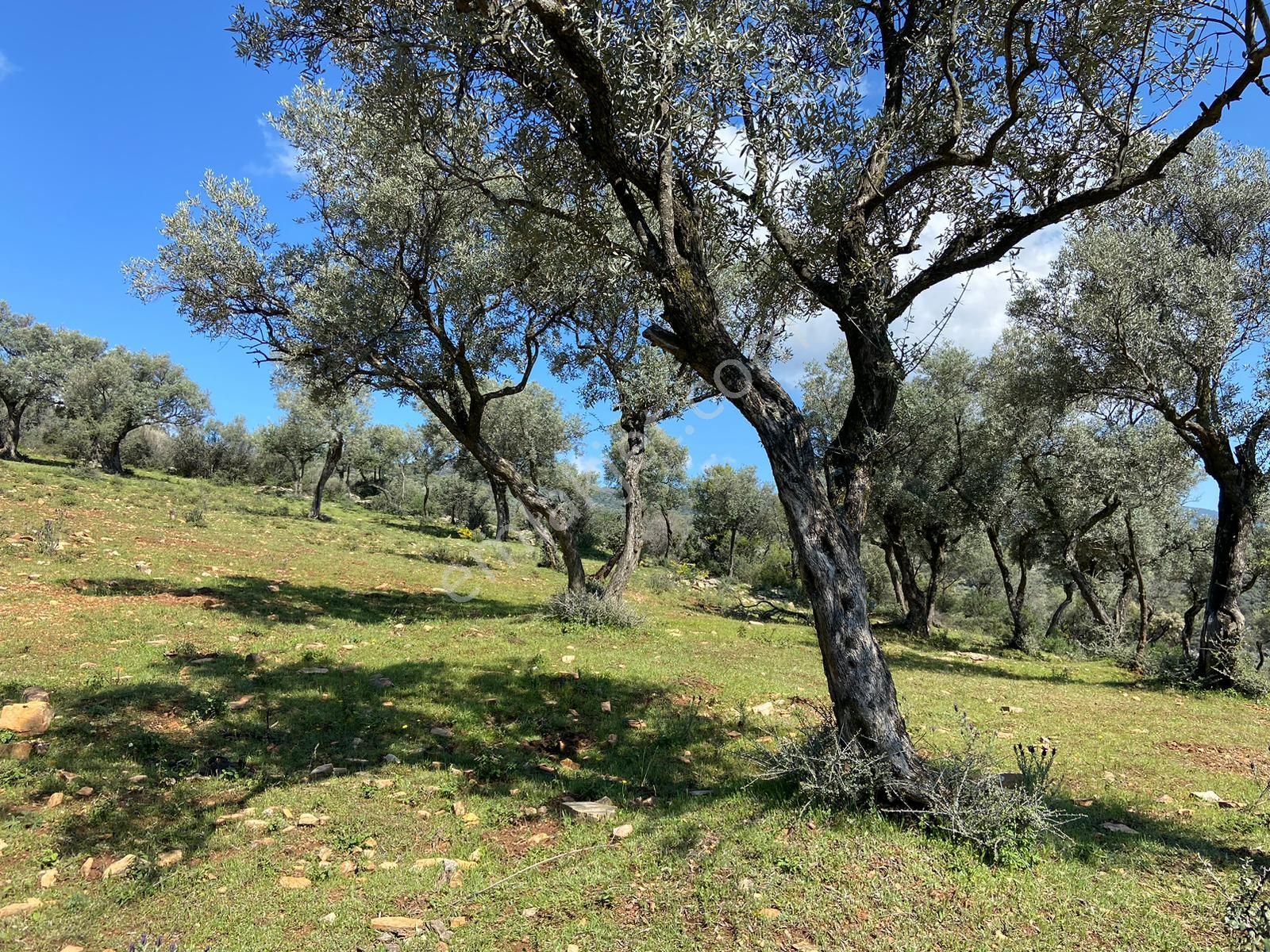 Bayındır Çenikler'de Yatırıma Uygun 4550 M2 Zeytinlik - Görsel 12