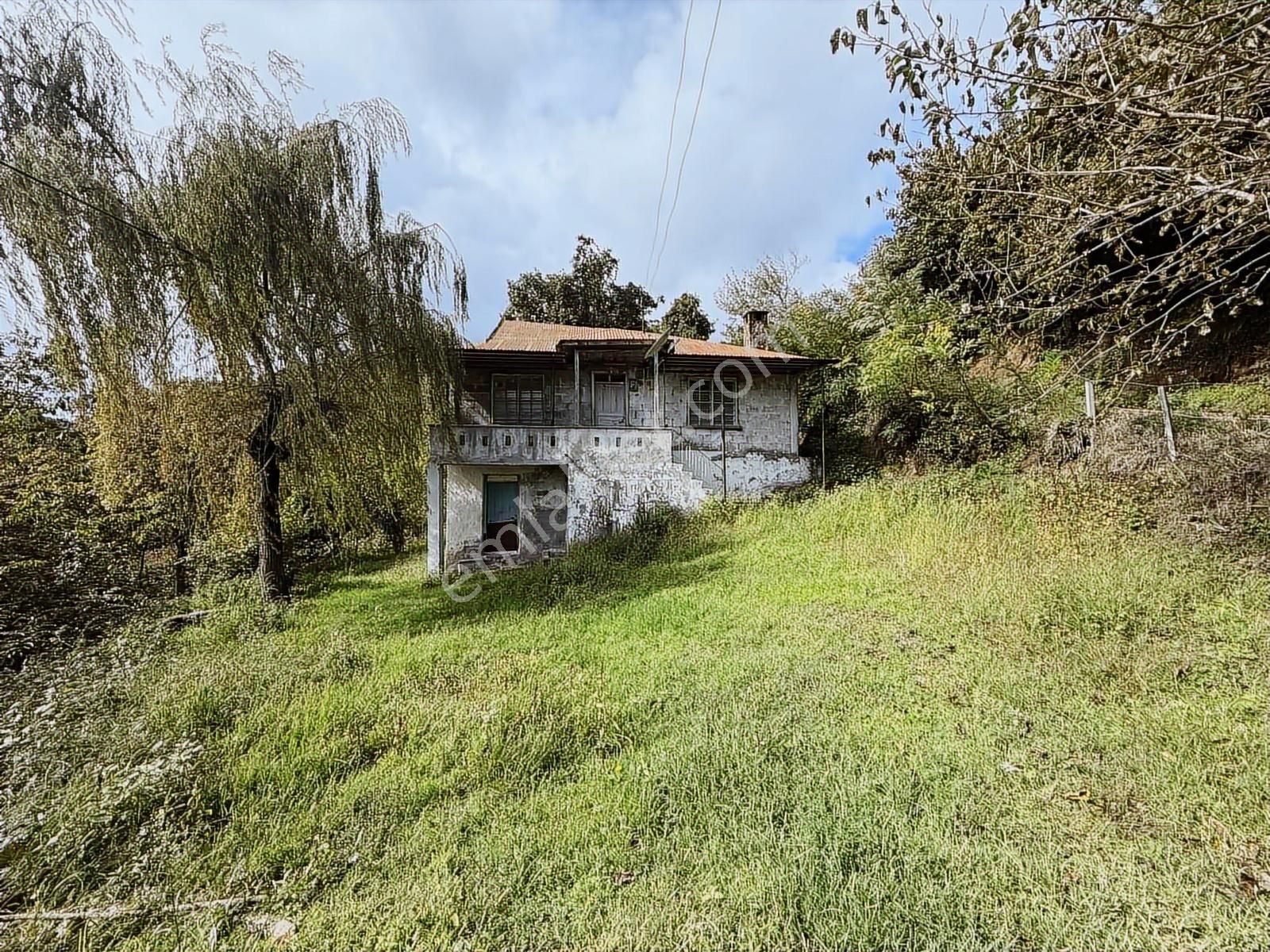 Perşembe/çerli'de 15 Dönüm Fındık Bahçesi +ev