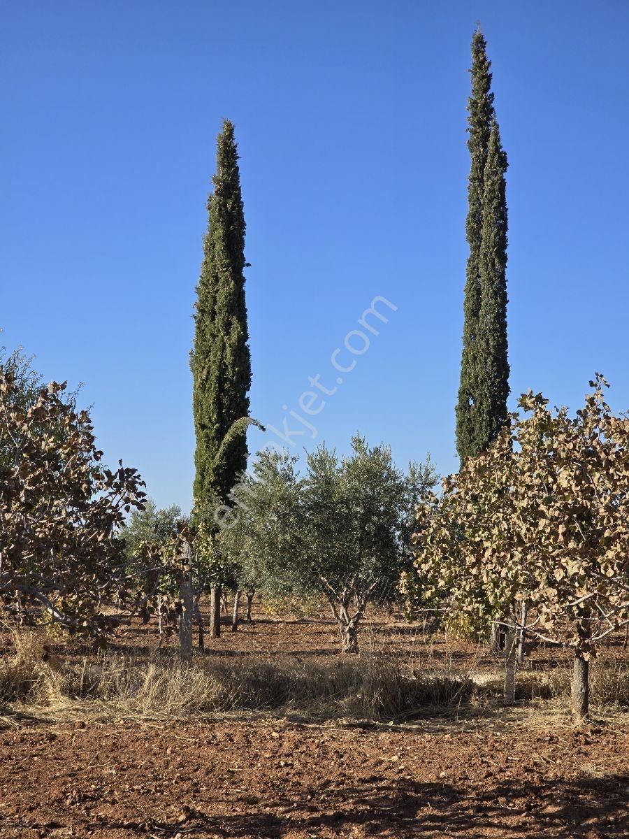 Yasin Batan'dan Hayriye Sultan Arkası Bağ Evi! - Görsel 19