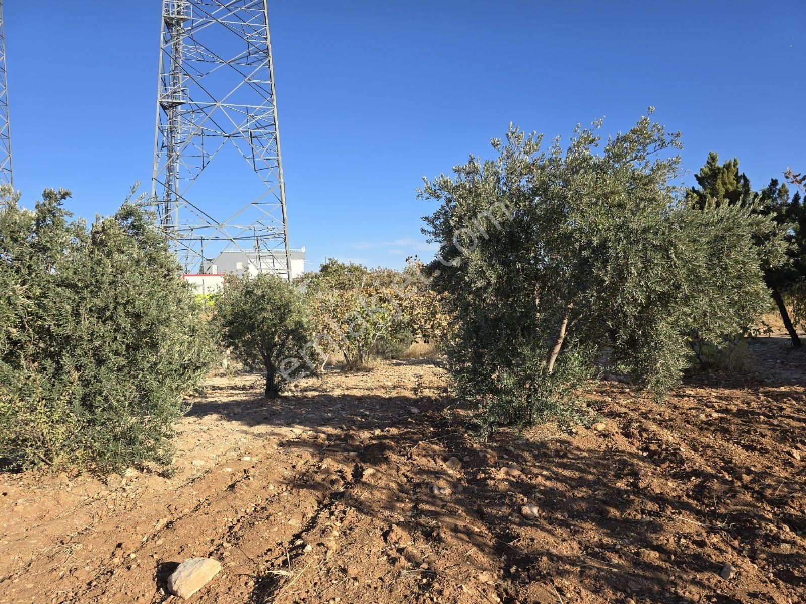 Yasin Batan'dan Hayriye Sultan Arkası Bağ Evi! - Görsel 35