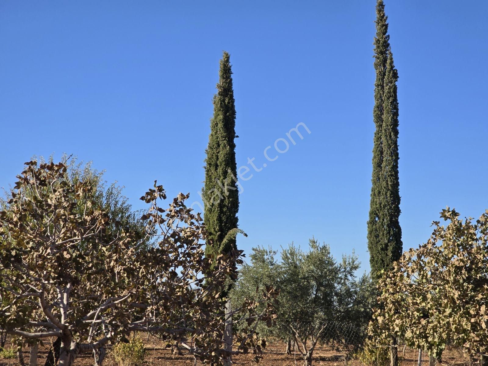 Yasin Batan'dan Hayriye Sultan Arkası Bağ Evi! - Görsel 33