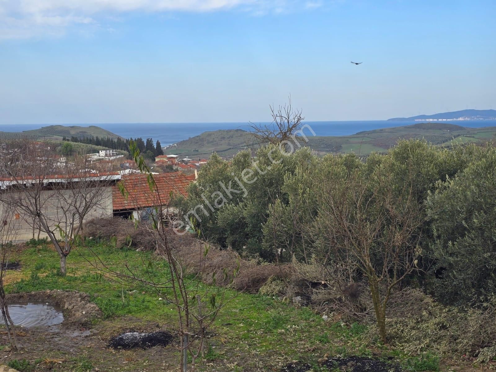 Tırpan'dan 685m2 Arsa Alanı Deniz Man. Asfalta Cephe Müstakil Ev - Görsel 4