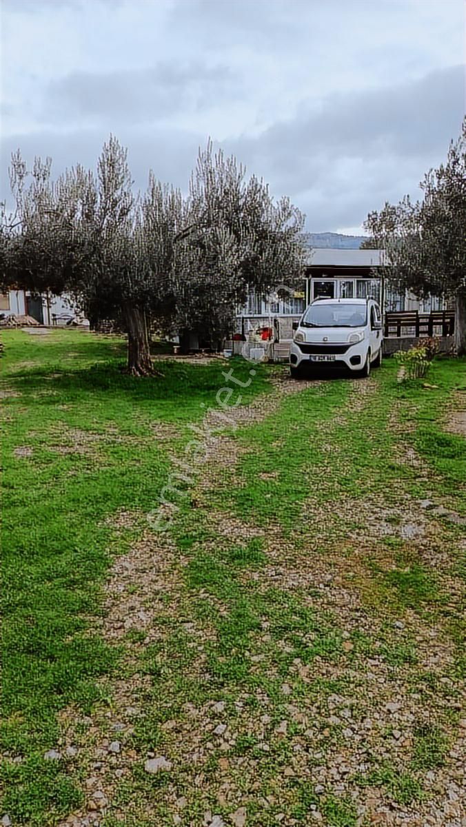 Balıkesir, Havran, Kocadağ,gevenlik Mevkiinde Satılık Zeytinlik - Görsel 14