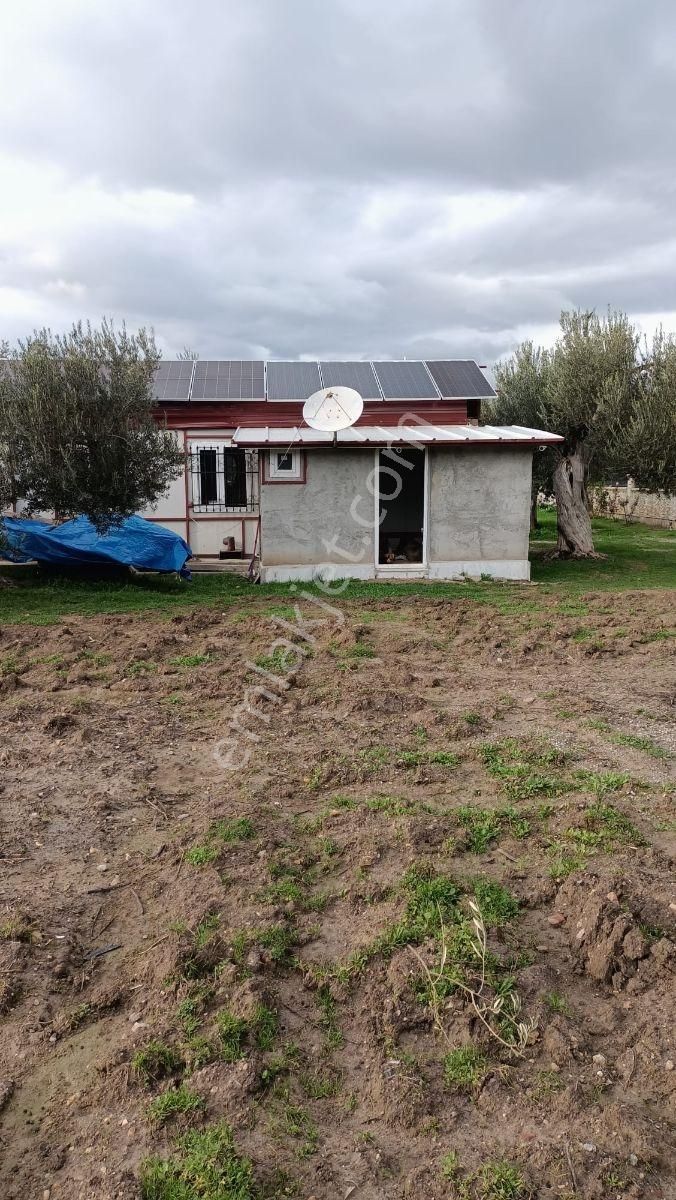 Balıkesir, Havran, Kocadağ,gevenlik Mevkiinde Satılık Zeytinlik - Görsel 5