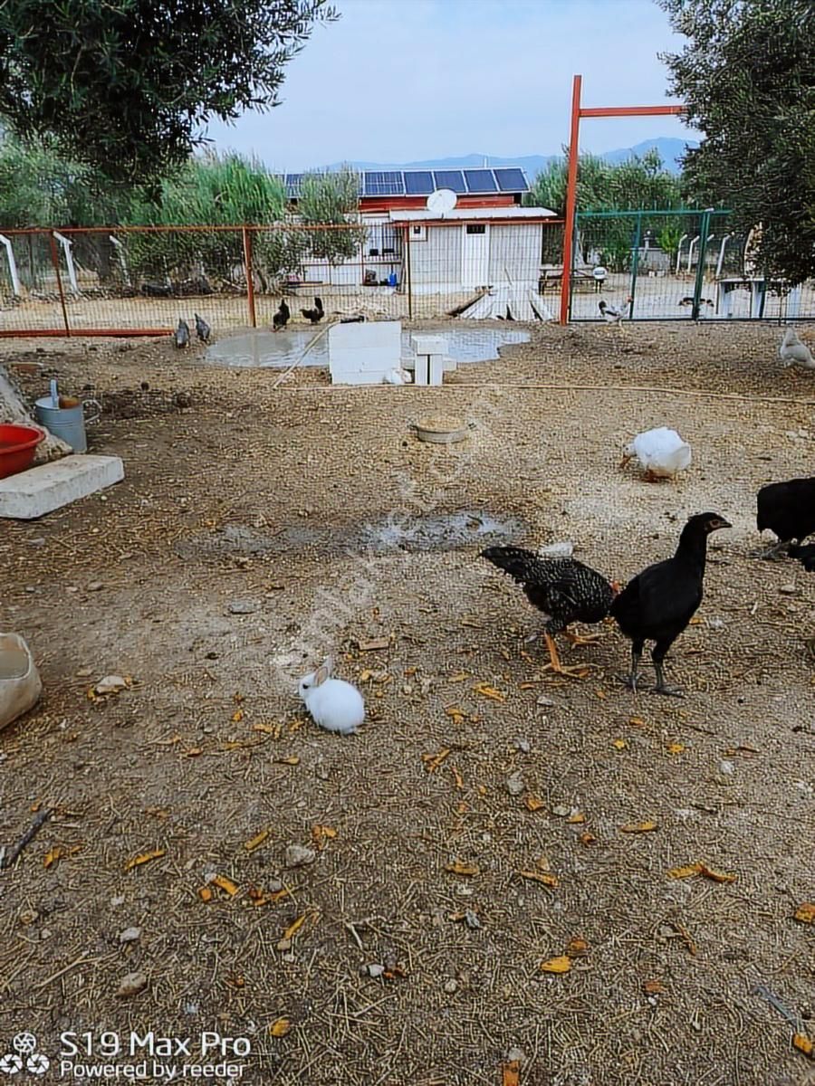 Balıkesir, Havran, Kocadağ,gevenlik Mevkiinde Satılık Zeytinlik - Görsel 28