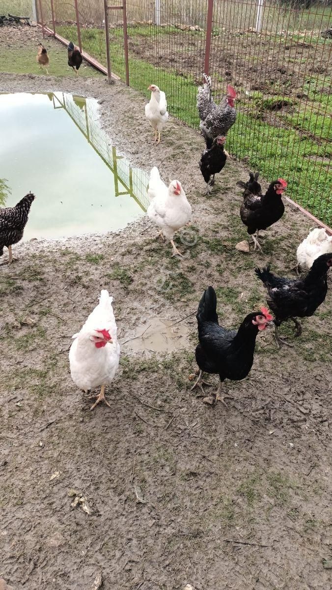 Balıkesir, Havran, Kocadağ,gevenlik Mevkiinde Satılık Zeytinlik - Görsel 6