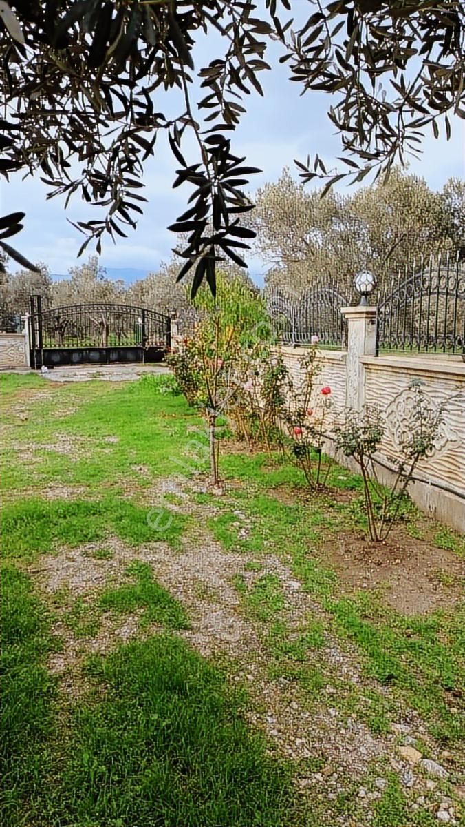 Balıkesir, Havran, Kocadağ,gevenlik Mevkiinde Satılık Zeytinlik - Görsel 15