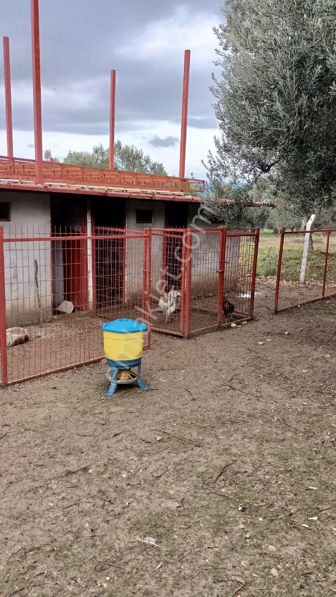 Balıkesir, Havran, Kocadağ,gevenlik Mevkiinde Satılık Zeytinlik - Görsel 2