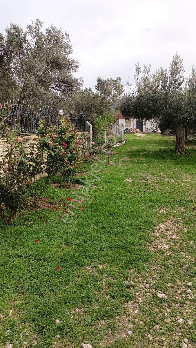 Balıkesir, Havran, Kocadağ,gevenlik Mevkiinde Satılık Zeytinlik - Görsel 8