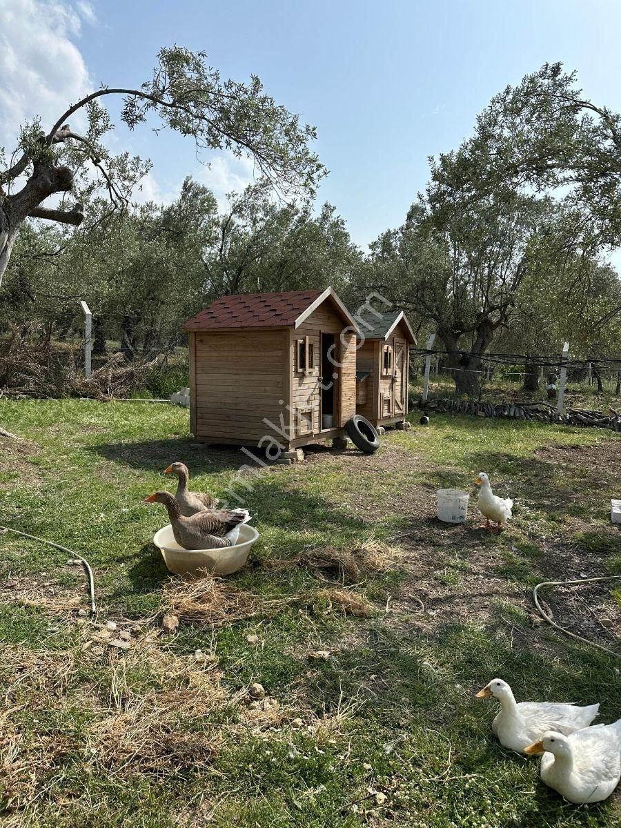 Balıkesir, Havran, Kocadağ,gevenlik Mevkiinde Satılık Zeytinlik - Görsel 11