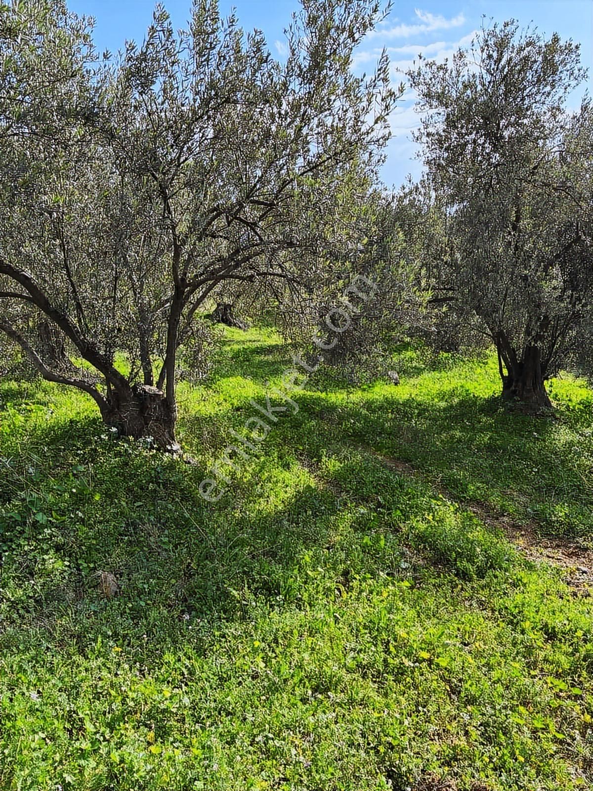 Bergama Sağancıda Köye 500mt Satılık Zeytinlik