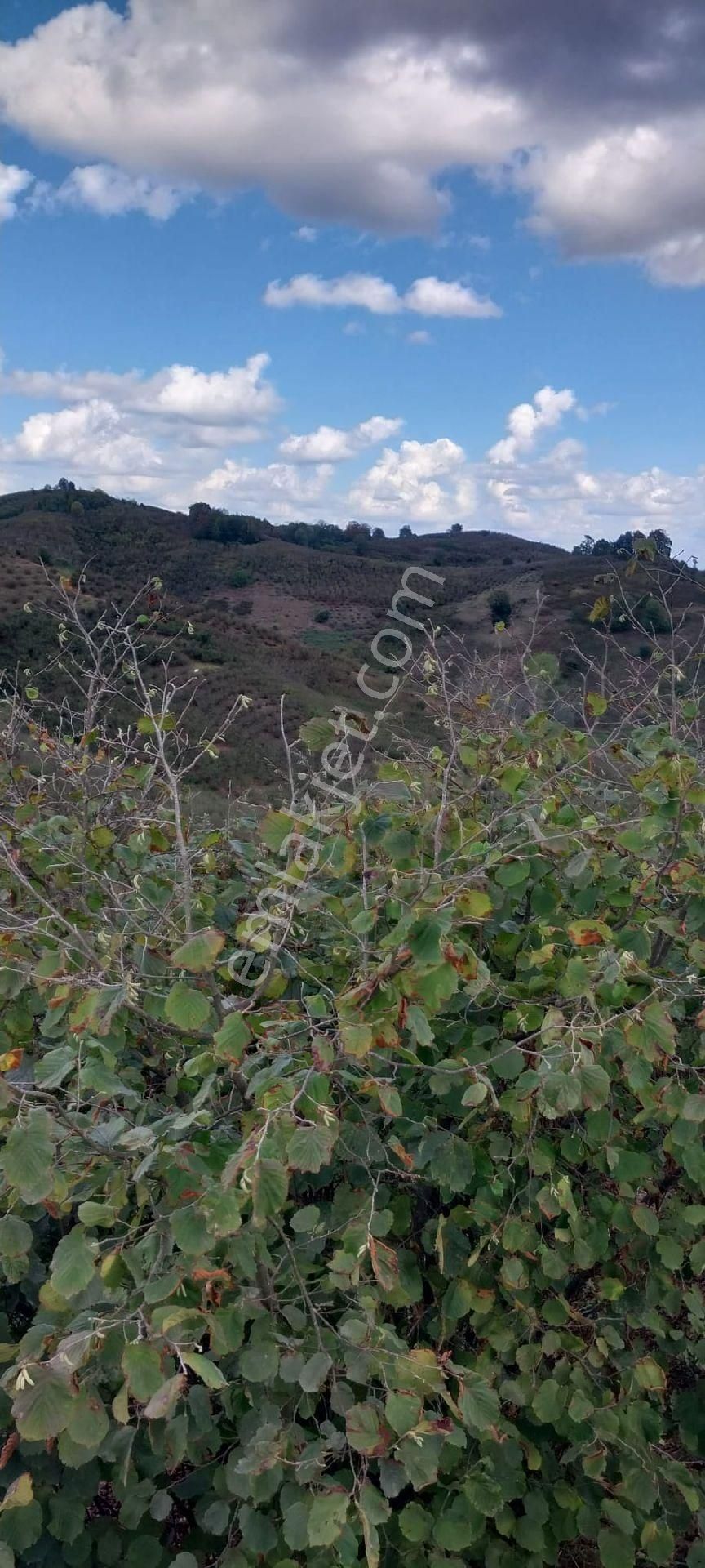 Sakarya İli Karasu İlçesi Konacık Köyünde Satılık - Görsel 23