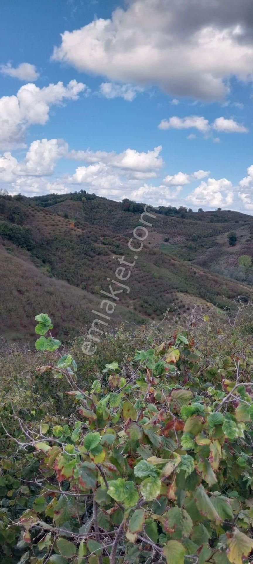 Sakarya İli Karasu İlçesi Konacık Köyünde Satılık - Görsel 21