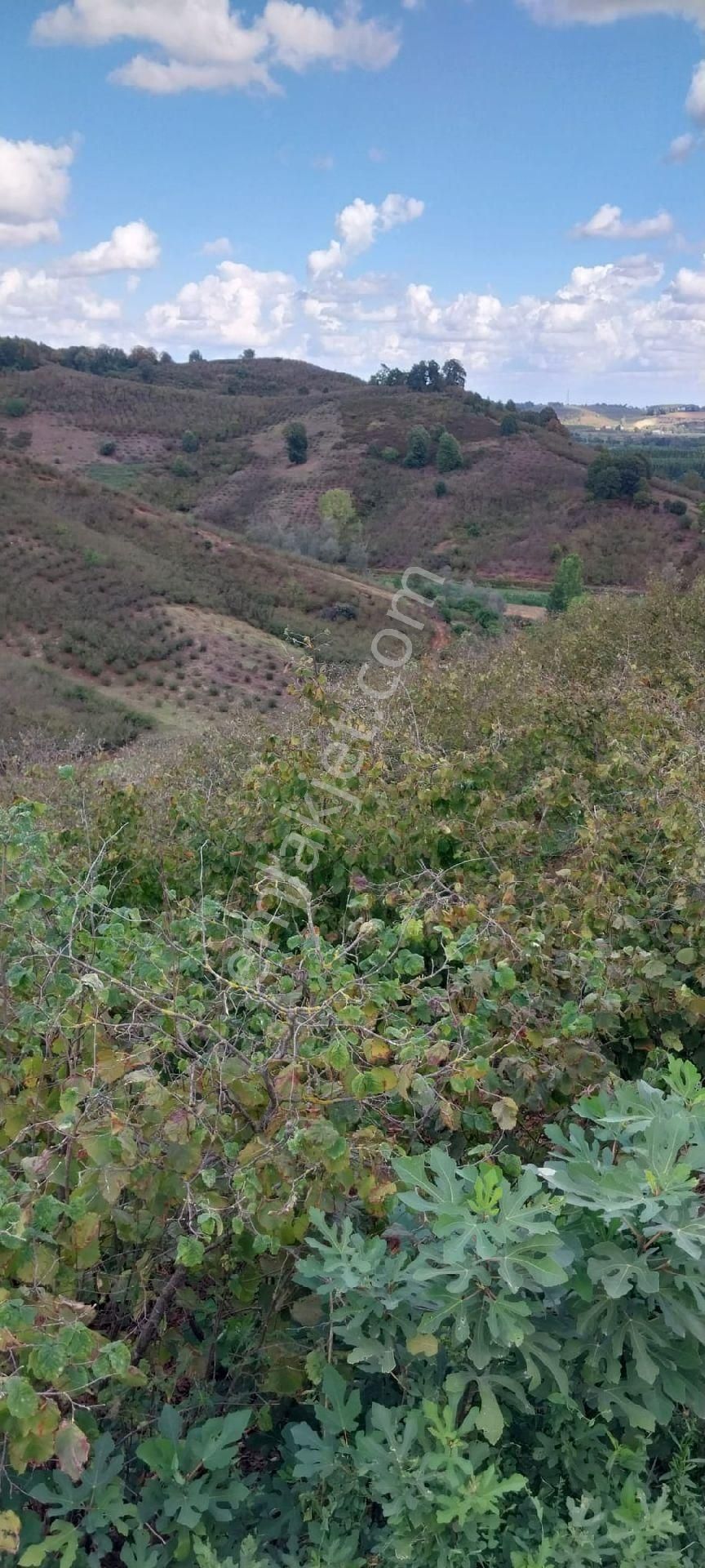 Sakarya İli Karasu İlçesi Konacık Köyünde Satılık - Görsel 27