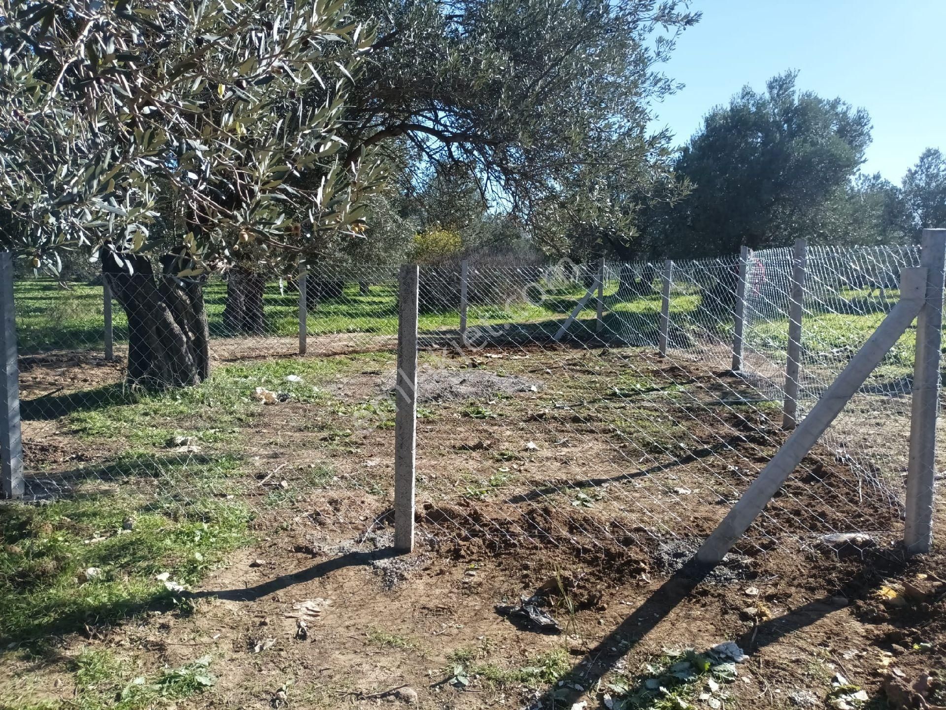 Şarköyde Satılık Zeytinlik - Görsel 32