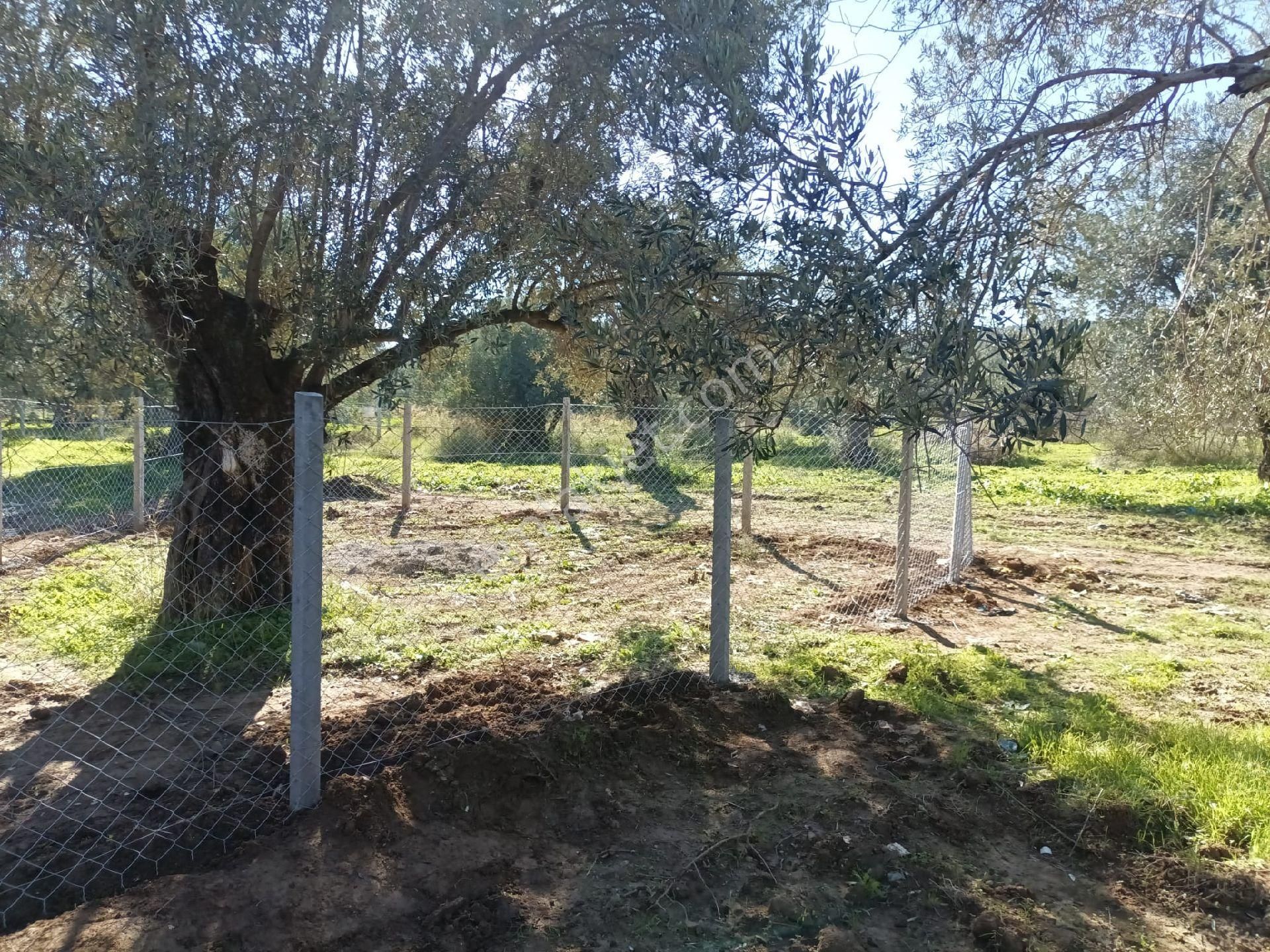 Şarköyde Satılık Zeytinlik - Görsel 9