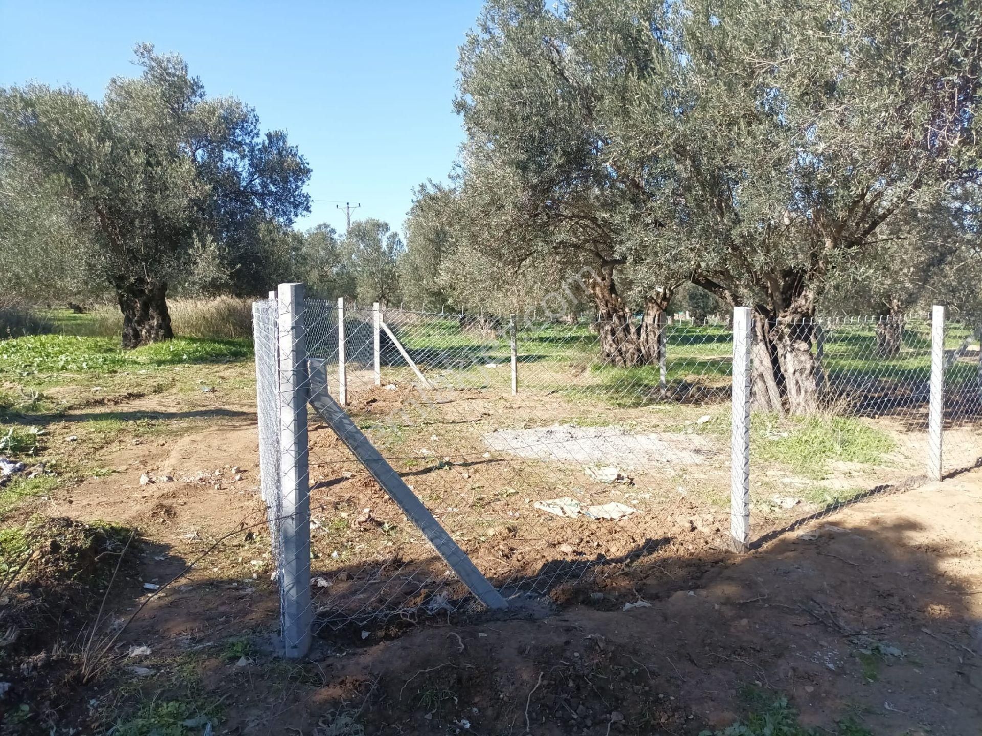 Şarköyde Satılık Zeytinlik - Görsel 21