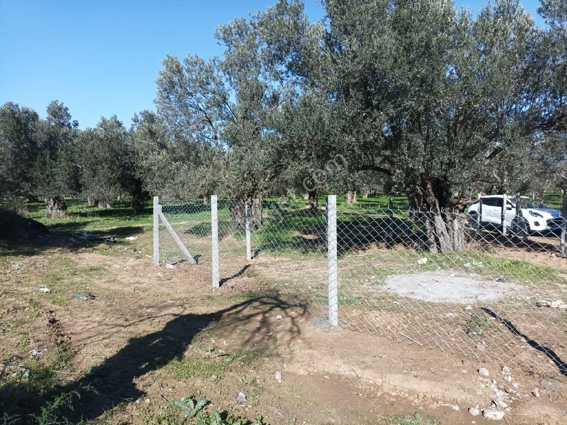 Şarköyde Satılık Zeytinlik - Görsel 23