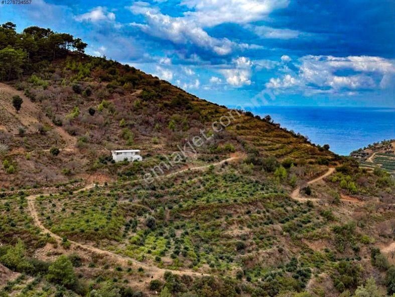 Mersin Anamur Ucarı Satılık Avokado Bahçesi