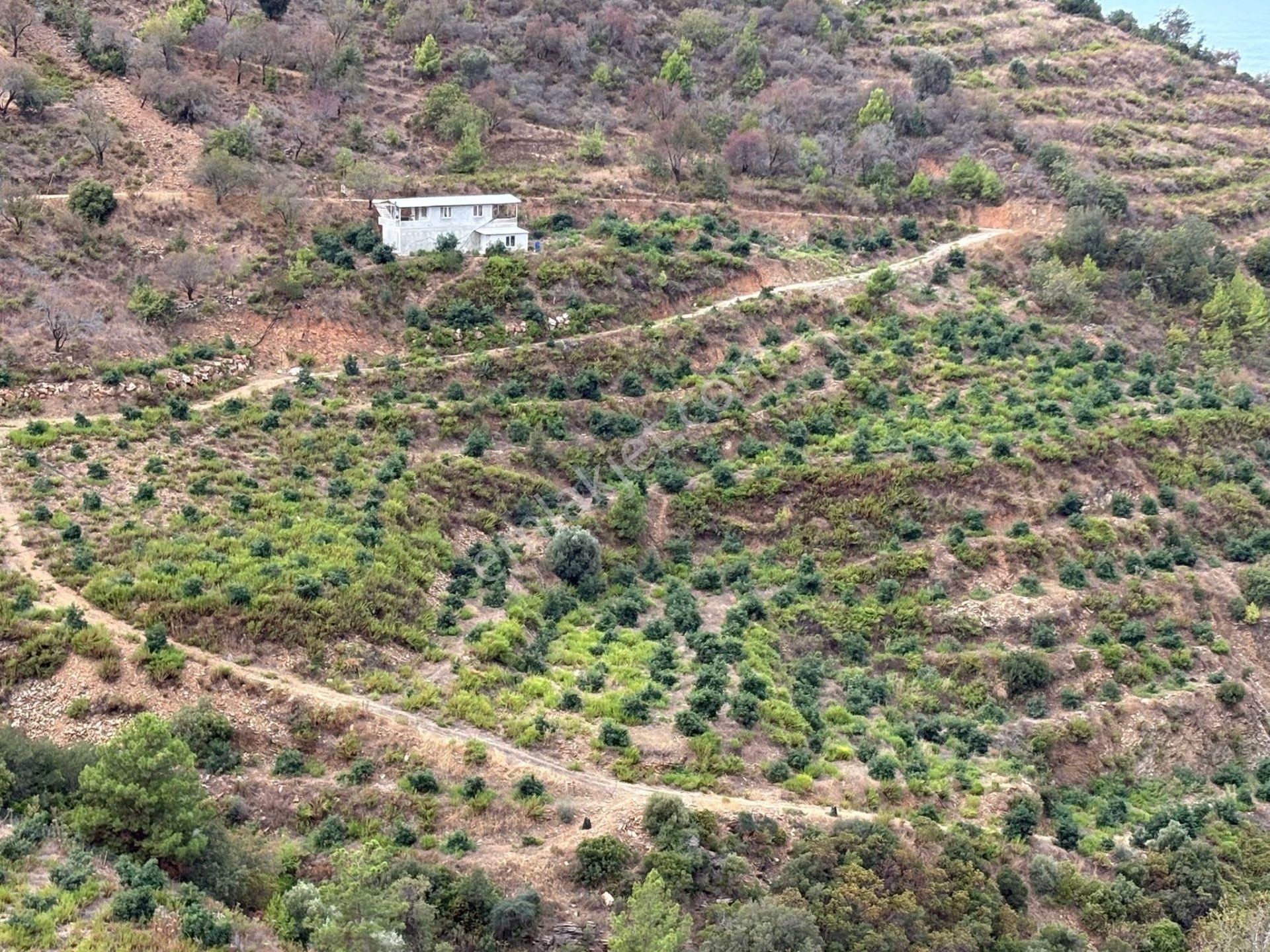 Mersin Anamur Ucarı Satılık Avokado Bahçesi - Görsel 2