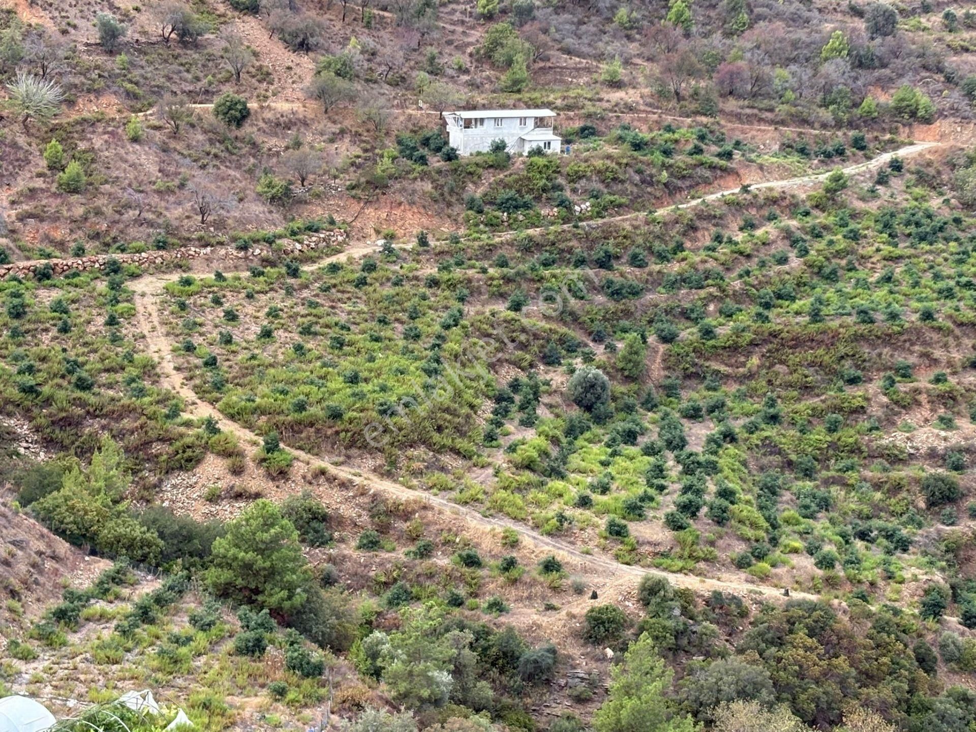 Mersin Anamur Ucarı Satılık Avokado Bahçesi - Görsel 3