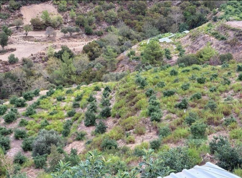 Mersin Anamur Ucarı Satılık Avokado Bahçesi - Görsel 5