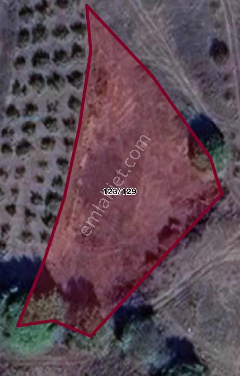 Satılık Kandıra Kubuzcu Da 1.500m2 Arsa - Görsel 7