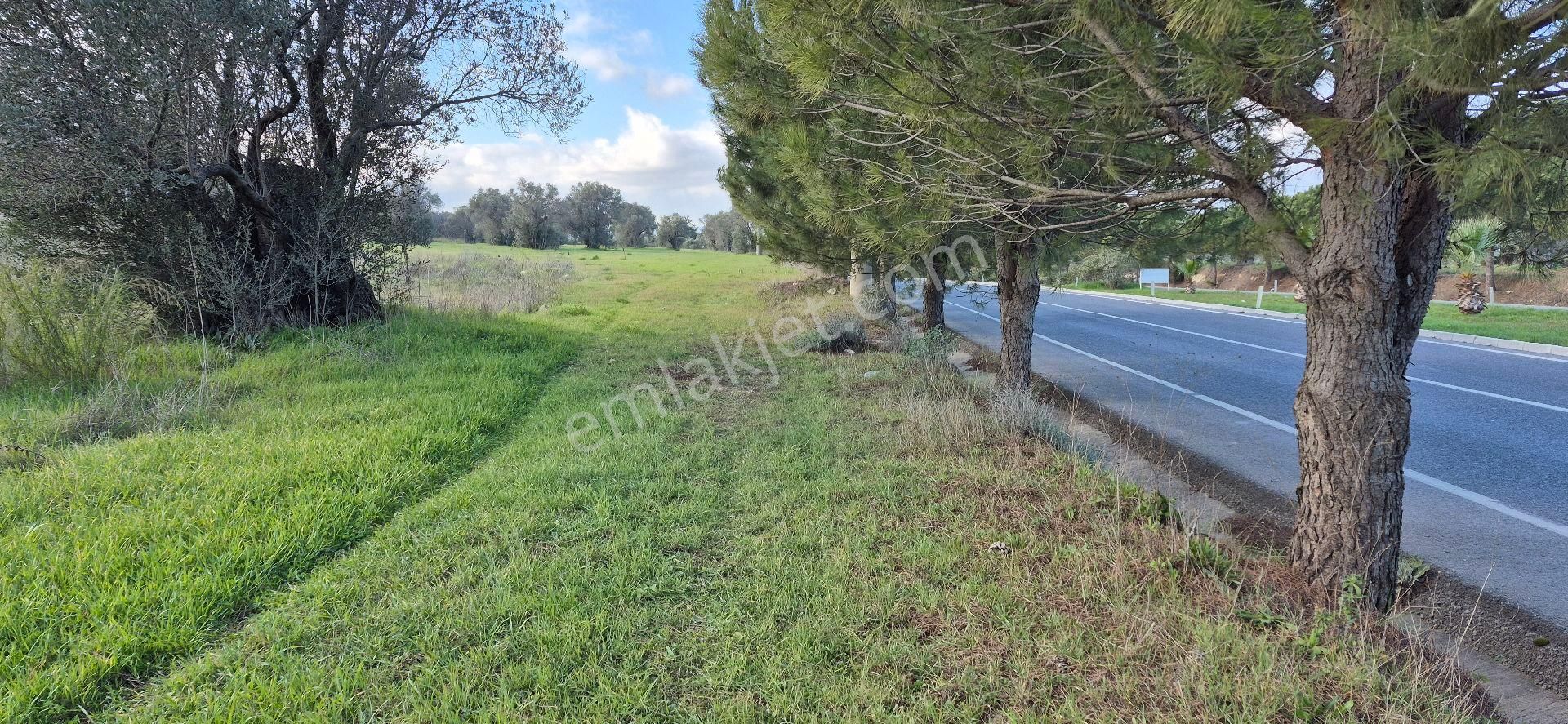 Urla Altıntaş Mah.tarla - Görsel 4