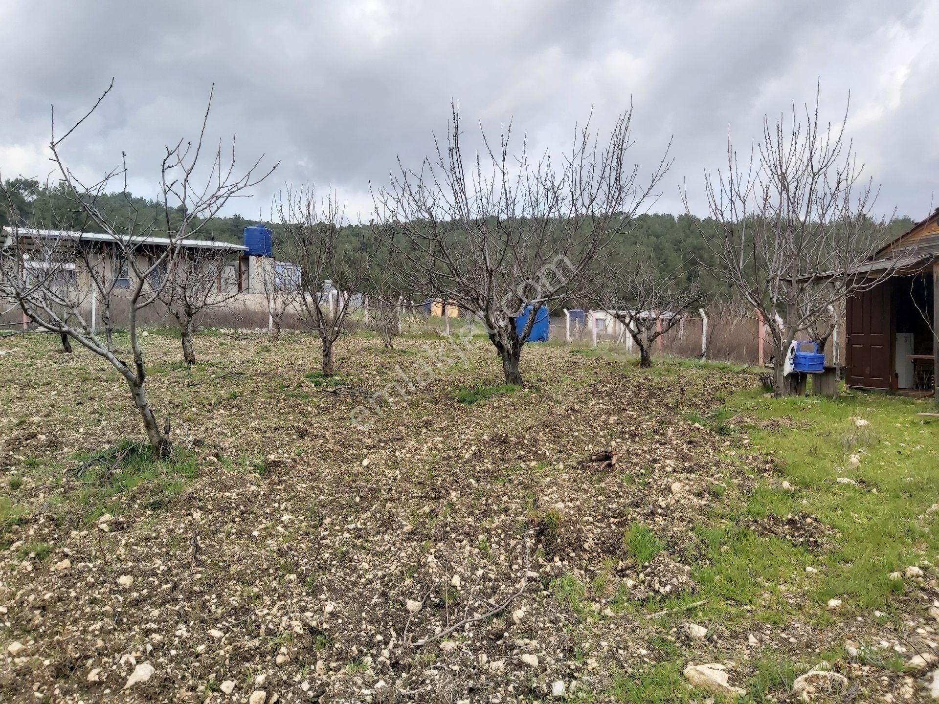 Yakaköy Cevizlibağ 1dönümbahçe - Görsel 6