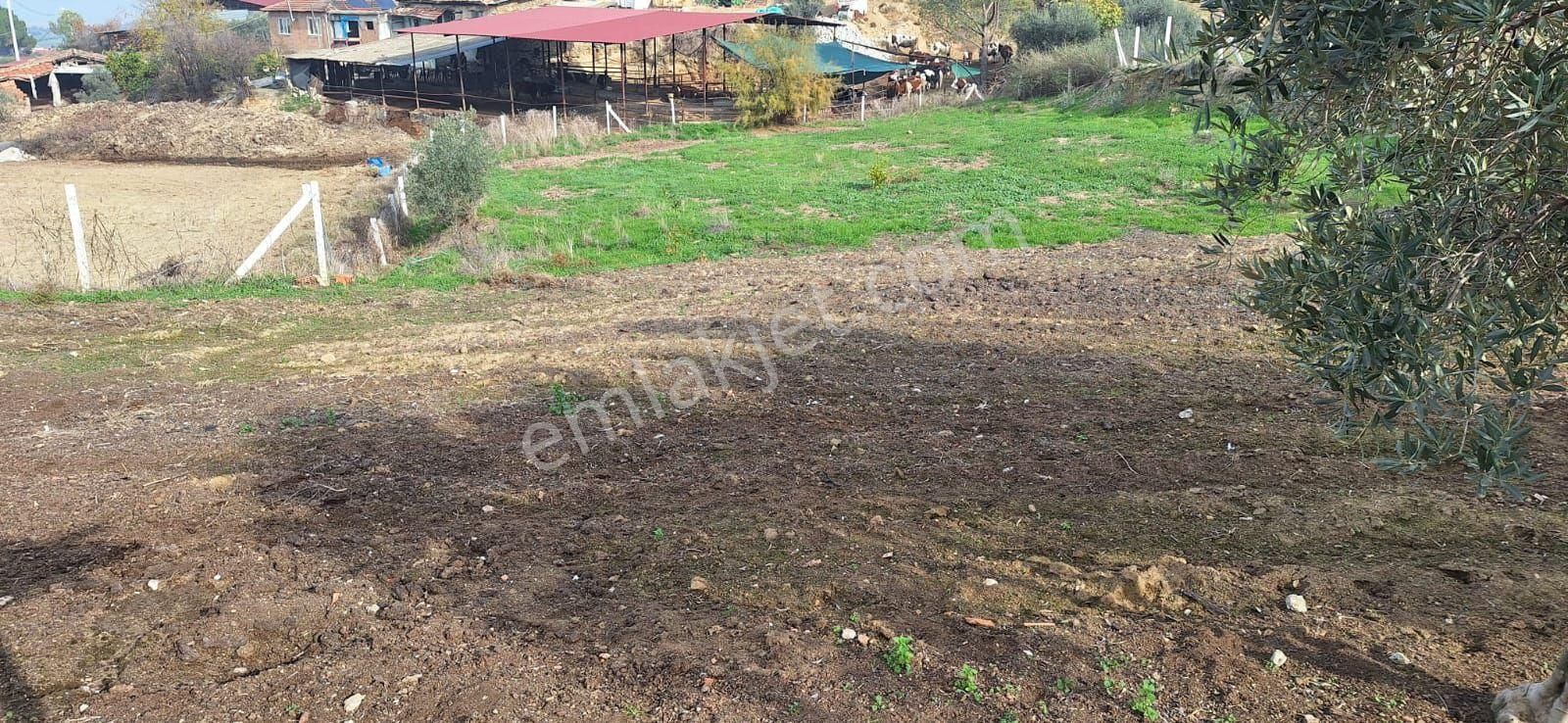 Toygarda 1300 M Köy İmarlı Ev Ve Damı Olan Bahçe - Görsel 18