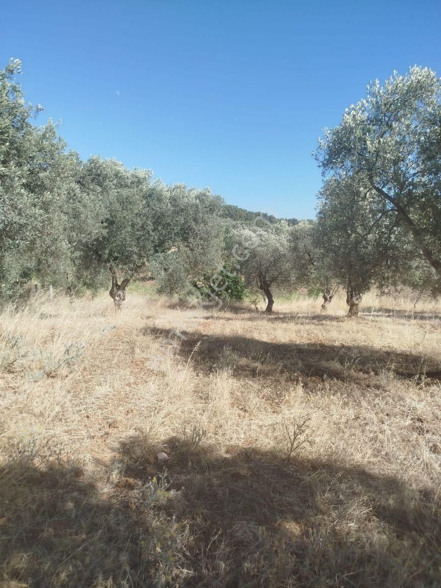 Torbalı Dirmil Düz Zeytinlik 4 Dnm Köye 1km Yakın, Düz - Görsel 4