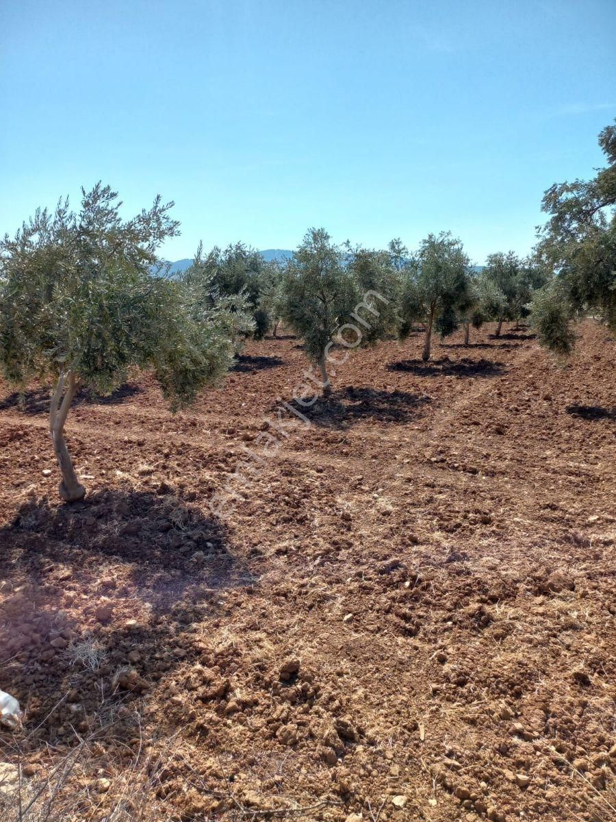Torbalı Dirmil Düz Zeytinlik 4 Dnm Köye 1km Yakın, Düz - Görsel 31