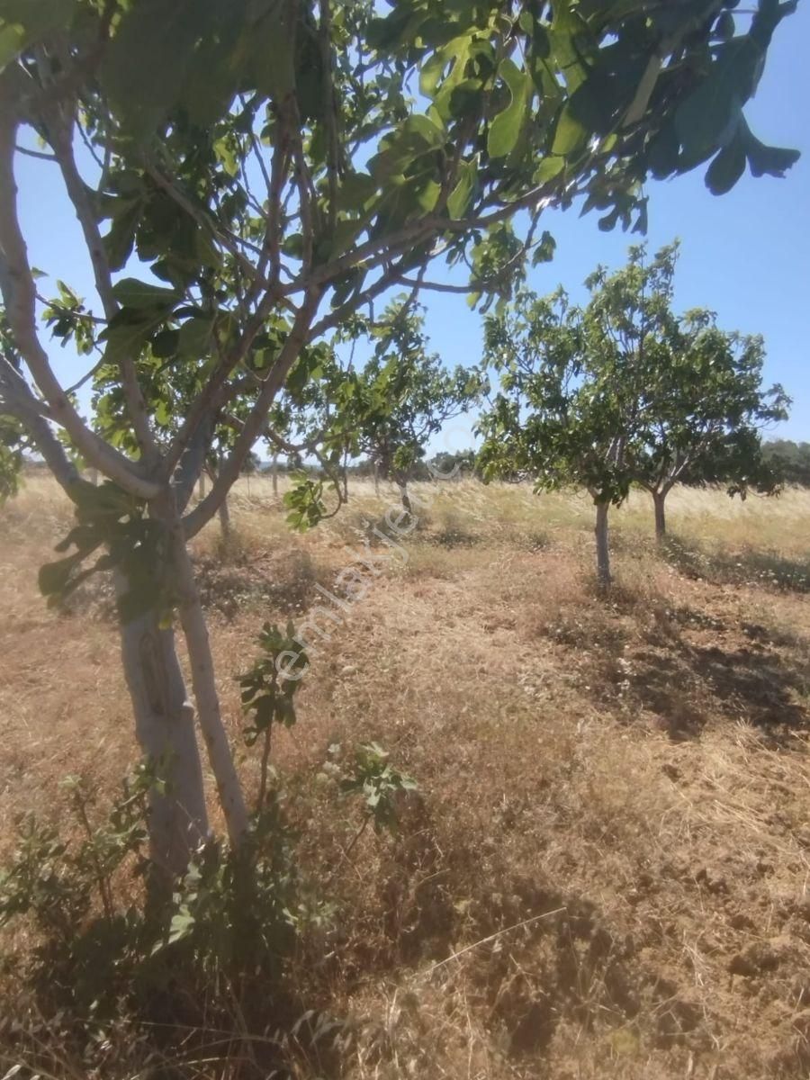 Torbalı Dirmil Düz Zeytinlik 4 Dnm Köye 1km Yakın, Düz - Görsel 3