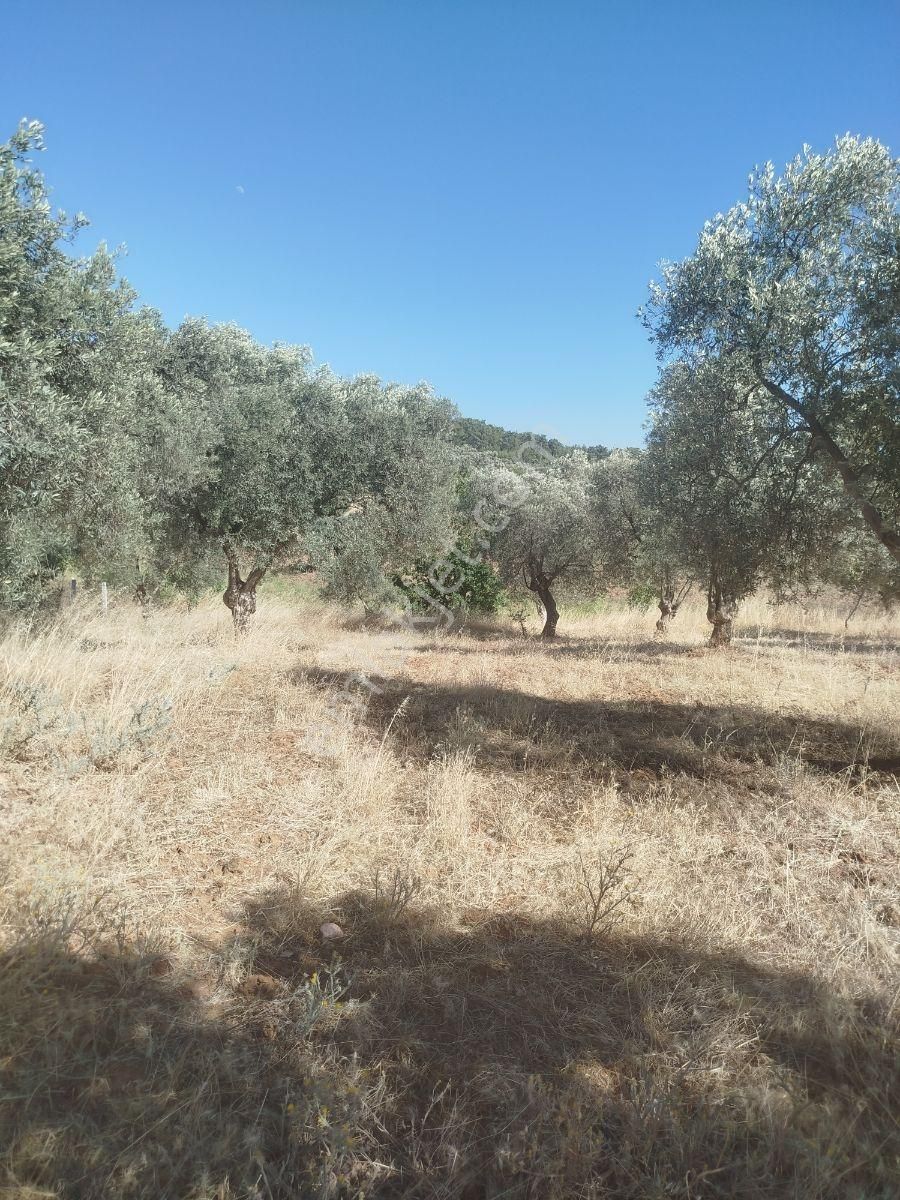 Torbalı Dirmil Düz Zeytinlik 4 Dnm Köye 1km Yakın, Düz - Görsel 25
