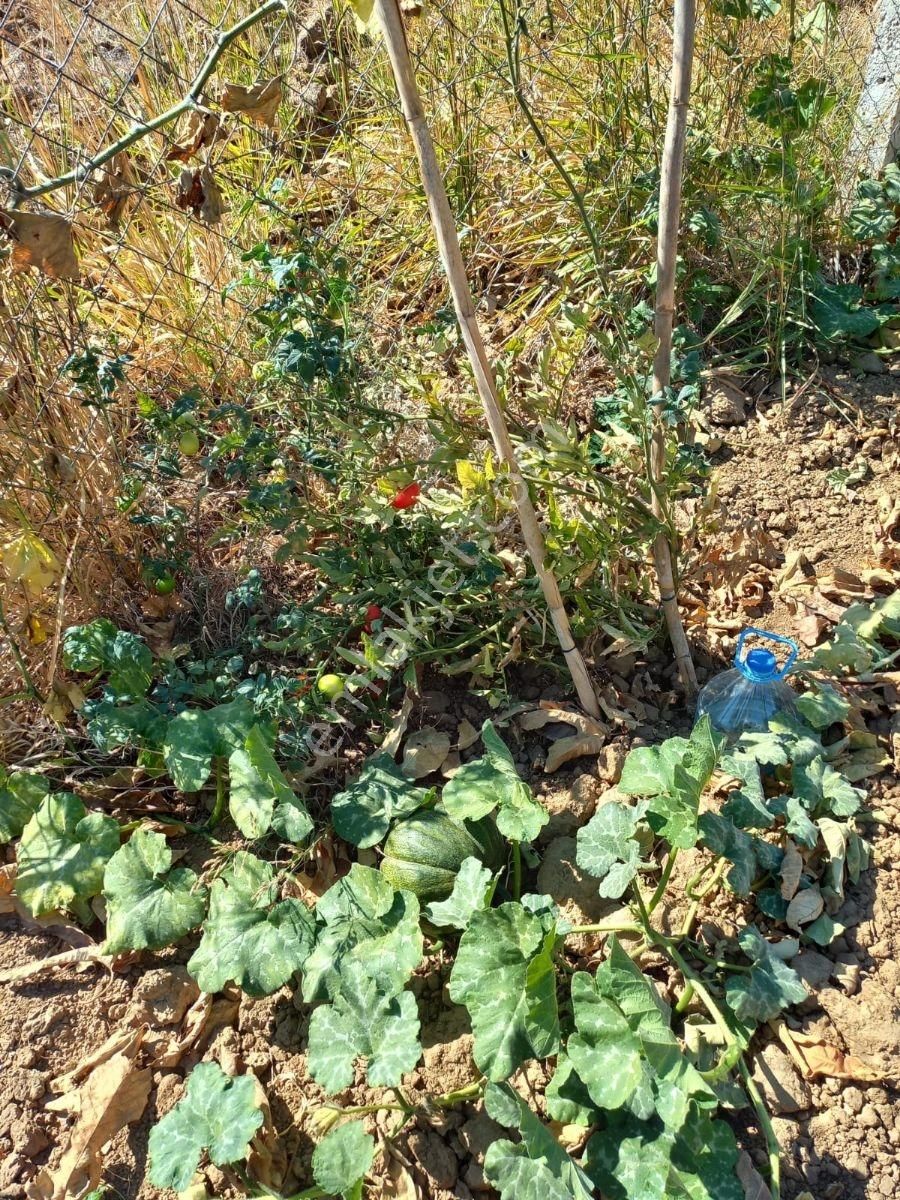 Torbalı Dirmil Düz Zeytinlik 4 Dnm Köye 1km Yakın, Düz - Görsel 14