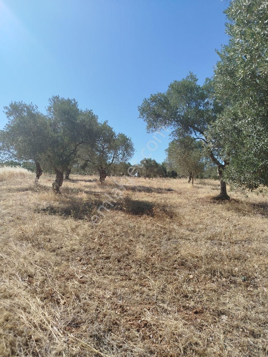 Torbalı Dirmil Düz Zeytinlik 4 Dnm Köye 1km Yakın, Düz - Görsel 27