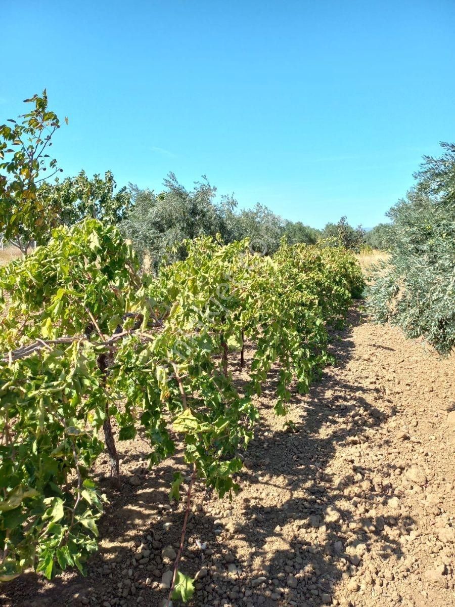 Torbalı Dirmil Düz Zeytinlik 4 Dnm Köye 1km Yakın, Düz - Görsel 9