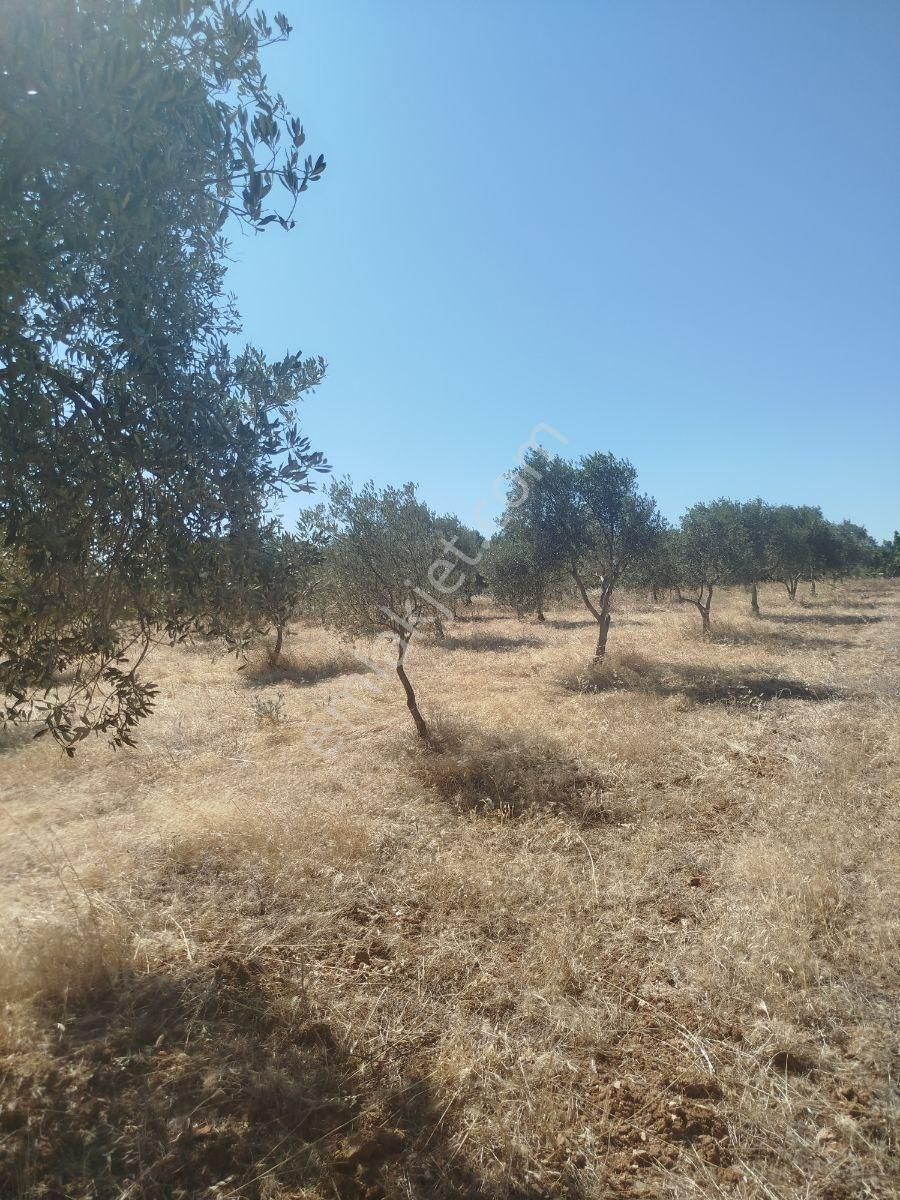 Torbalı Dirmil Düz Zeytinlik 4 Dnm Köye 1km Yakın, Düz - Görsel 26