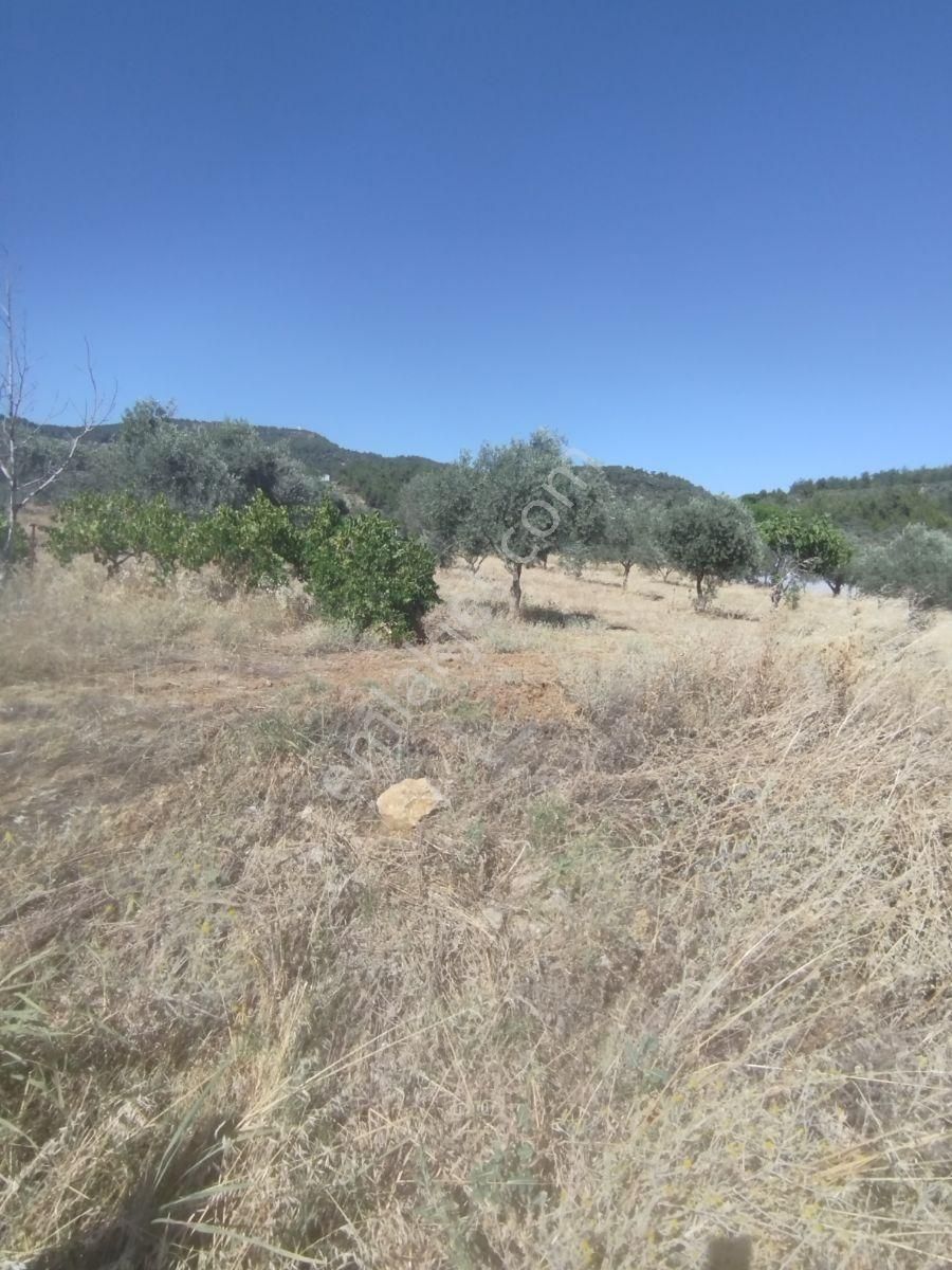 Torbalı Dirmil Düz Zeytinlik 4 Dnm Köye 1km Yakın, Düz - Görsel 22