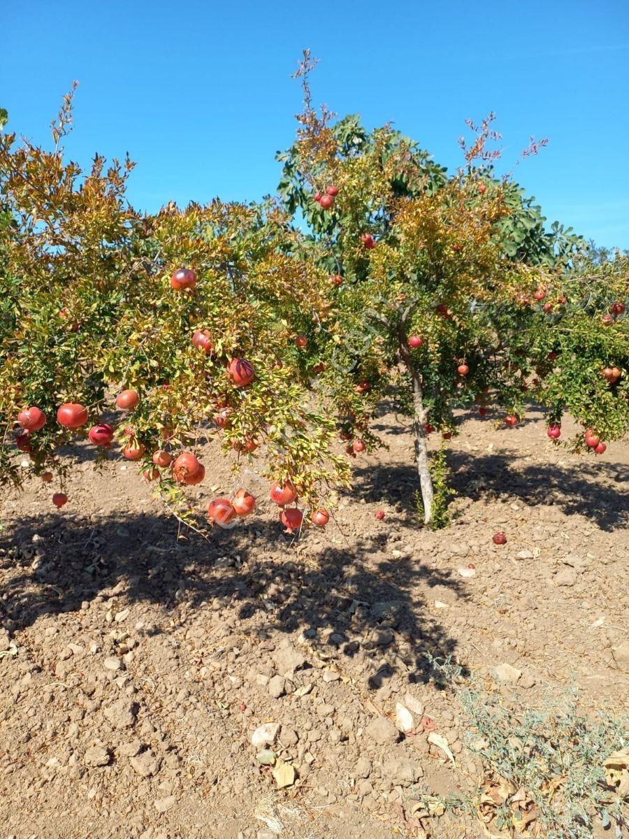 Torbalı Dirmil Düz Zeytinlik 4 Dnm Köye 1km Yakın, Düz - Görsel 19
