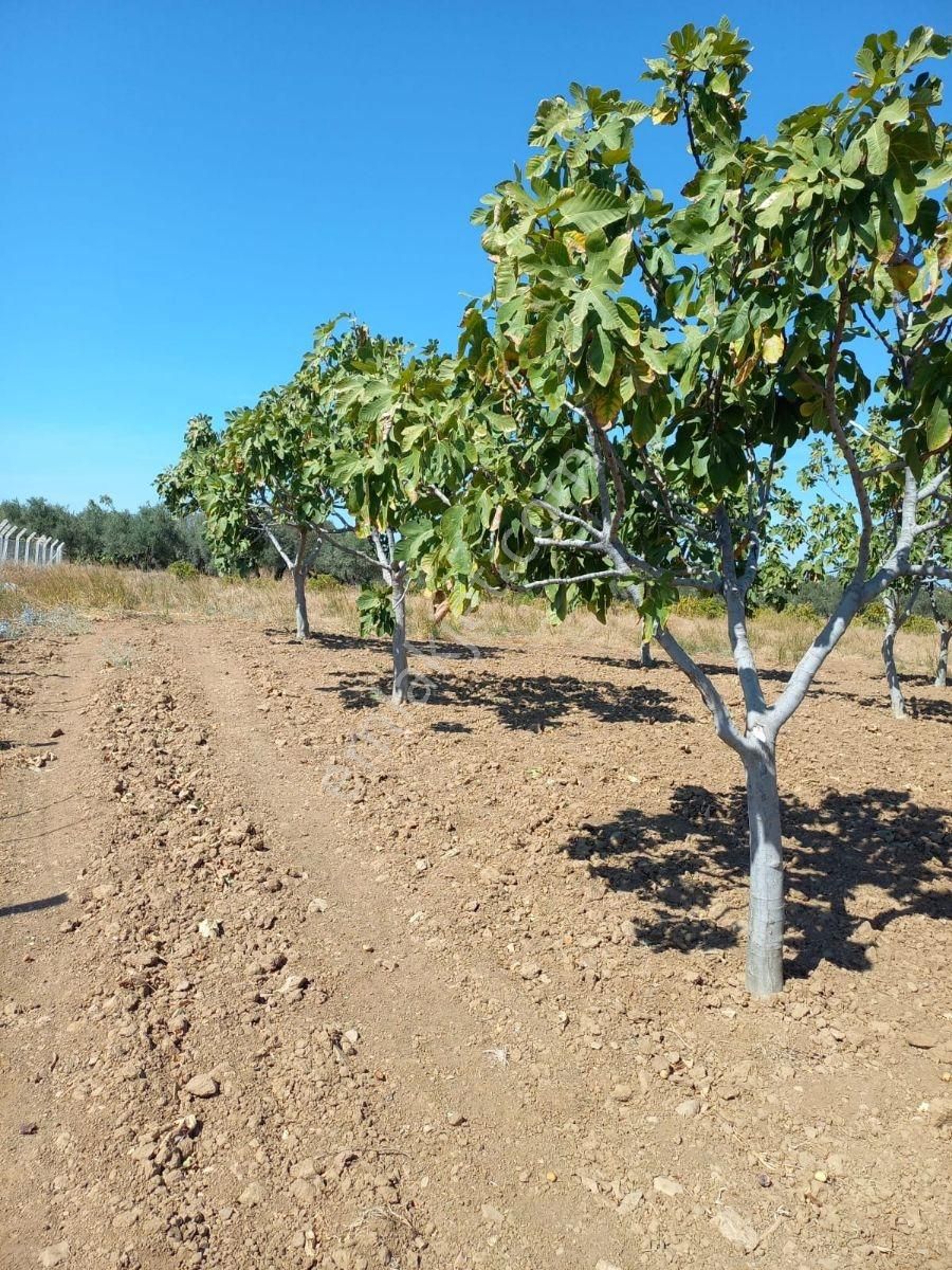 Torbalı Dirmil Düz Zeytinlik 4 Dnm Köye 1km Yakın, Düz - Görsel 16